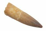 Fossil Spinosaurus Tooth - Exceptional Preservation #222561-1